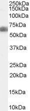 Goat anti-DKK3 / REIC Antibody