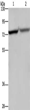 REL Antibody