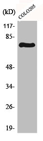REL Antibody