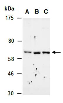 REL (C) Antibody, Rabbit Polyclonal