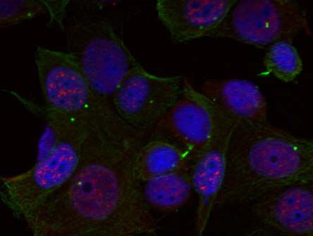 Rel (Phospho-Ser503) Antibody