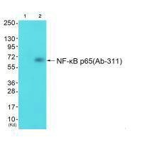 RELA Antibody