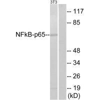 RELA Antibody