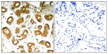 RELA Antibody