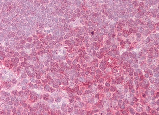 Goat anti-REL Antibody