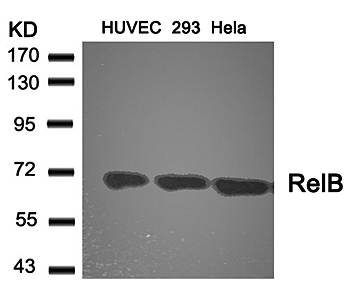 RelB (Ab-573) Antibody