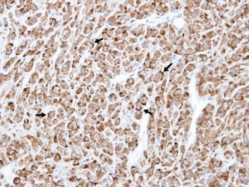 RELT antibody [N1C3]