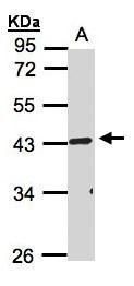 RELT antibody [N1C3]