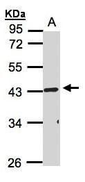 RELT antibody