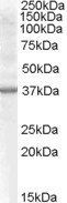Renalase (aa 134 to 147) Antibody