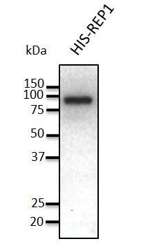 REP1 Antibody