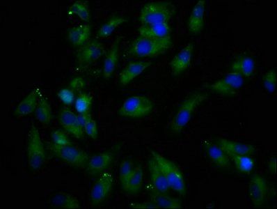 REPS1 Antibody