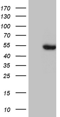 HFE2 Antibody
