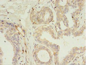 RERG Antibody