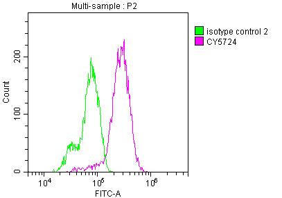 RET Antibody