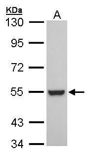 ADP ribosylation factor 5 Antibody