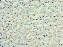 RBP4 Antibody