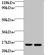 Retinol-binding protein 4 antibody