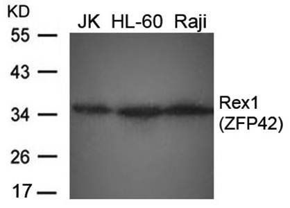 Rex1(ZFP42) Rabbit Polyclonal Antibody