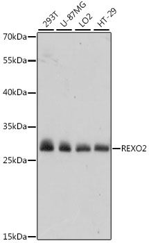 REXO2 antibody