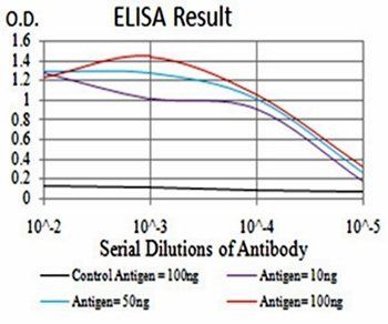 RF1 Antibody