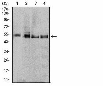 RF1 Antibody