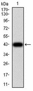 RF1 Antibody