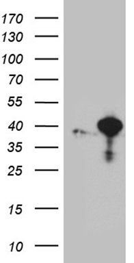 RFC3 Antibody