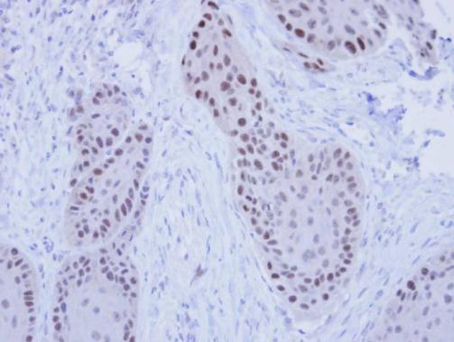 RFC4 antibody [N1C3]