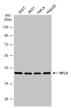 RFC4 antibody [N1C3]