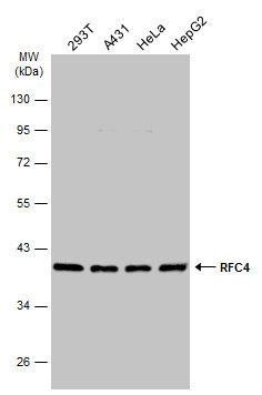 RFC4 antibody