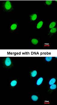 RFC4 antibody