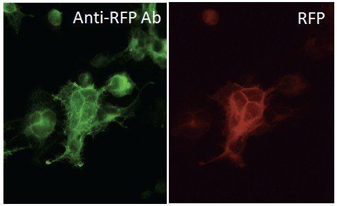 RFP antibody