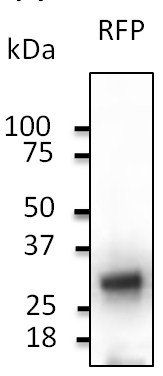 RFP antibody