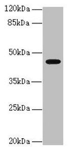 RFPL2 antibody