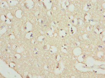 RFPL2 Antibody