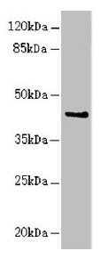 RFPL2 Antibody