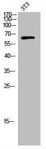 RFTN1 Antibody