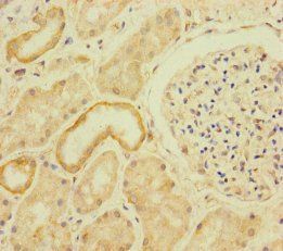 RFTN2 Antibody