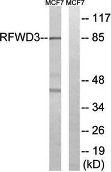 RFWD3 Antibody