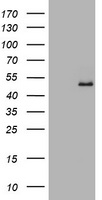 RFXANK Antibody