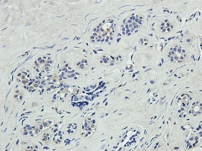 RGCC antibody