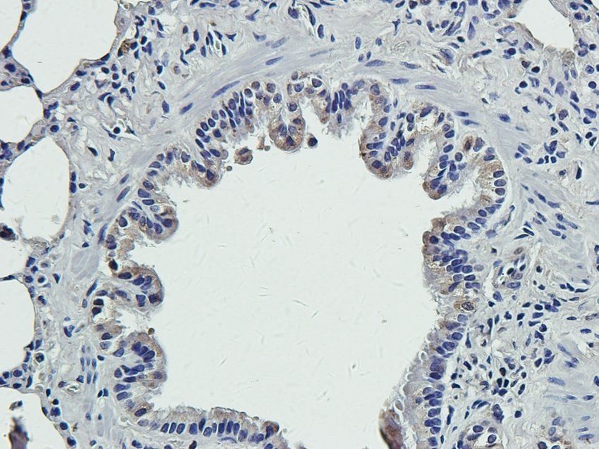 RGCC antibody