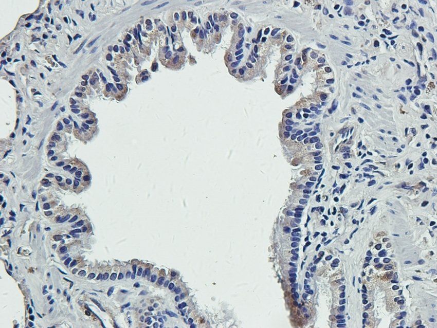 RGCC antibody