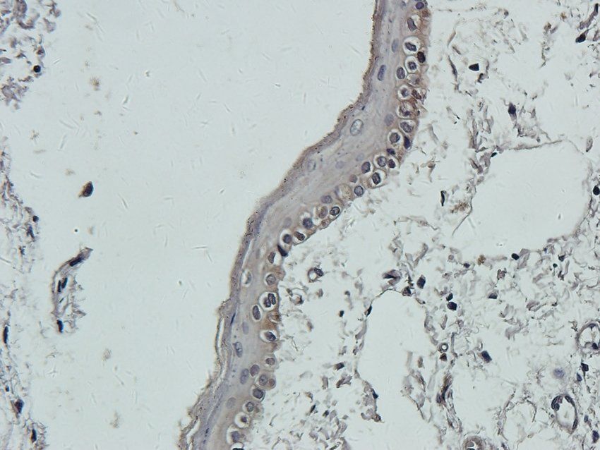 RGCC antibody