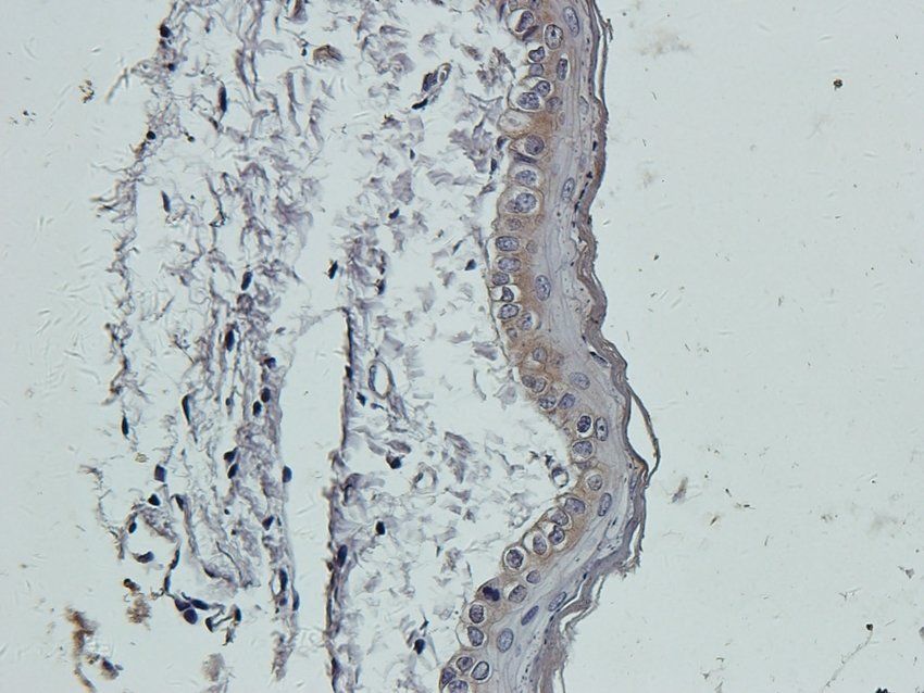 RGCC antibody