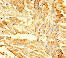 RGMA antibody