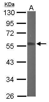 RGMB antibody