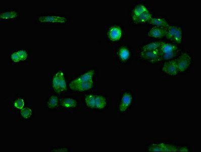 RGN antibody