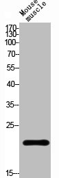 RGS1 Antibody